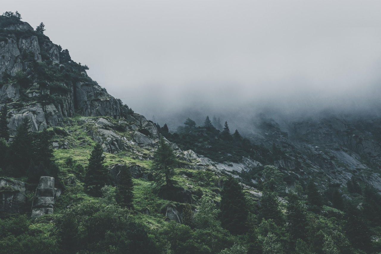 Produktai Green Leafed Trees During Fog Time 167684 3